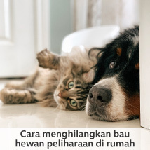 Cara Menghilangkan Bau Anjing atau Kucing di Rumah 