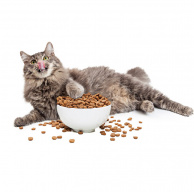 Jangan Sembarangan, Ini Cara Memilih Makanan Kucing dan Makanan Anjing yang Tepat