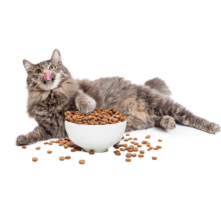 Jangan Sembarangan, Ini Cara Memilih Makanan Kucing dan Makanan Anjing yang Tepat