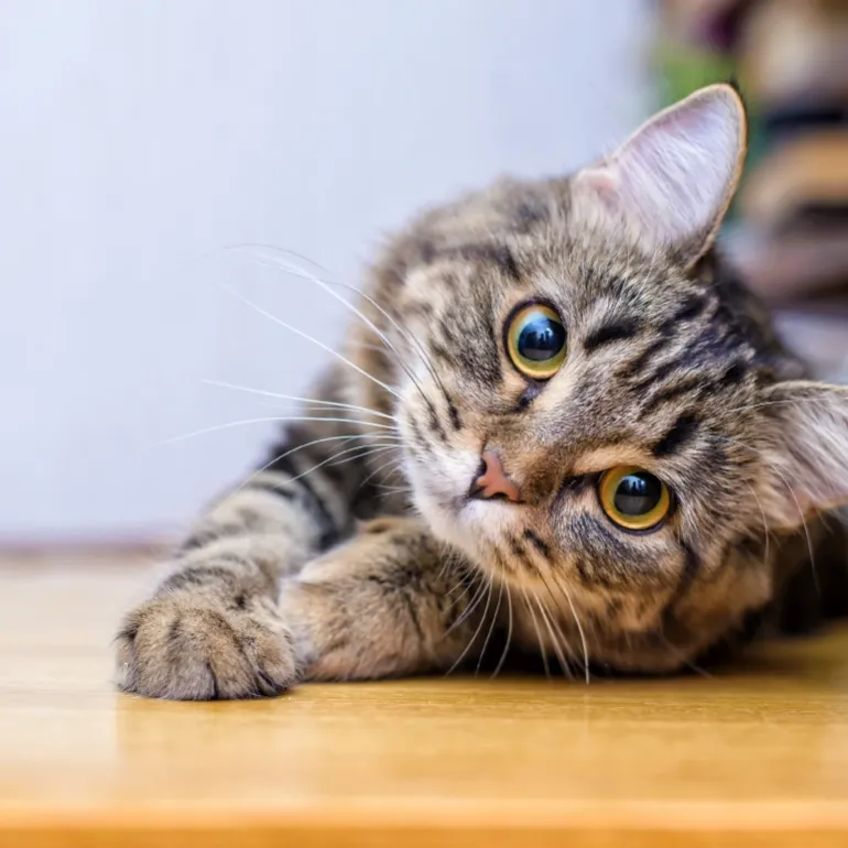 Ingin Pelihara Kucing Liar? Ini 7 Cara Menjinakkan Kucing Liar